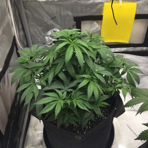 OGK #1  growlog timeline photo