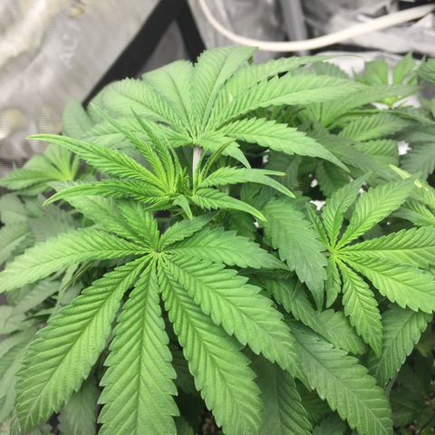 OGK #1  growlog timeline photo