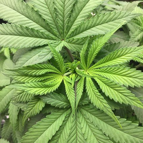 OGK #1  growlog timeline photo