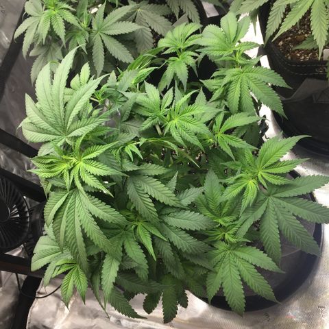 OGK #1  growlog timeline photo