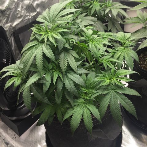 OGK #1  growlog timeline photo