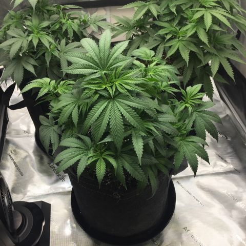 OGK #1  growlog timeline photo
