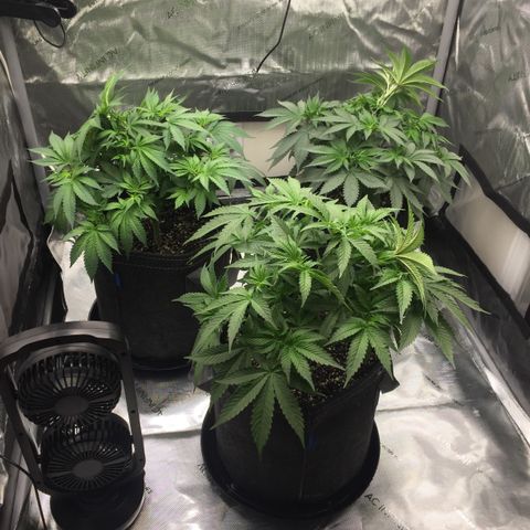 OGK #1  growlog timeline photo