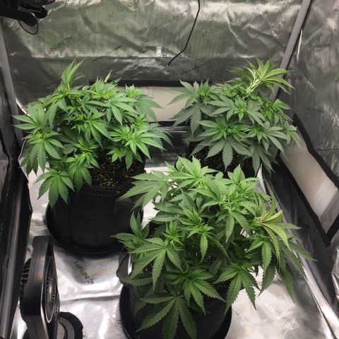 OGK #1  growlog timeline photo