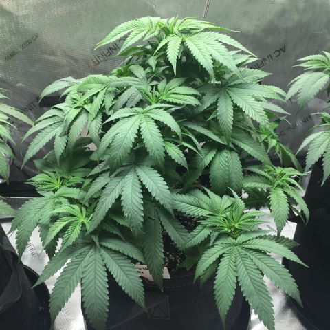 OGK #1  growlog timeline photo