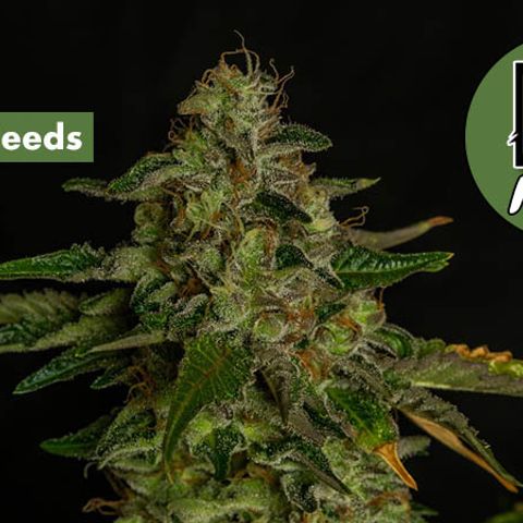 OGK #1  growlog photo: ILGM 