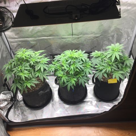 OGK #1  growlog timeline photo