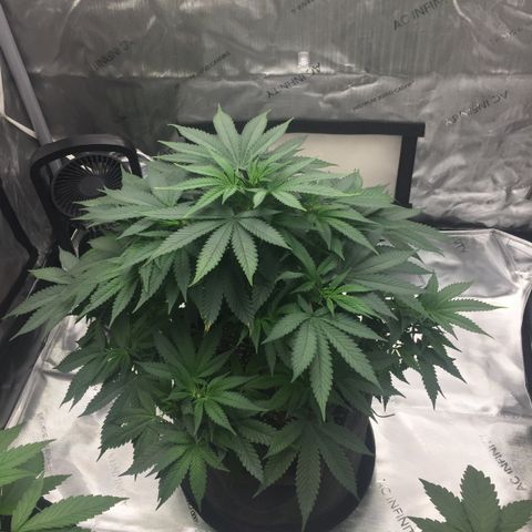 OGK #1  growlog timeline photo