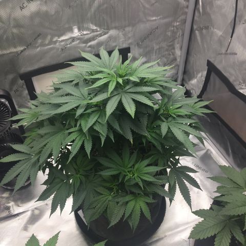 OGK #1  growlog timeline photo