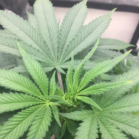 OGK #1  growlog timeline photo