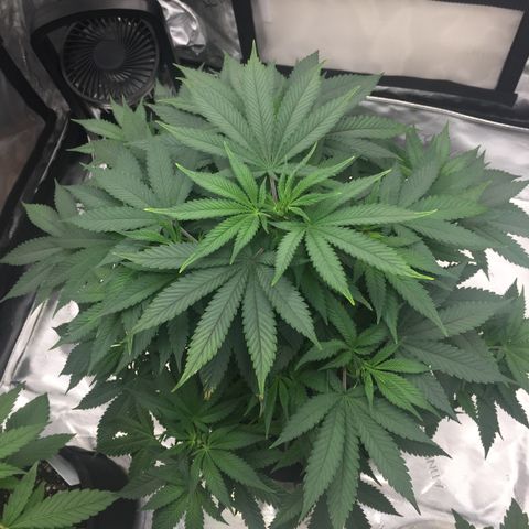 OGK #1  growlog timeline photo