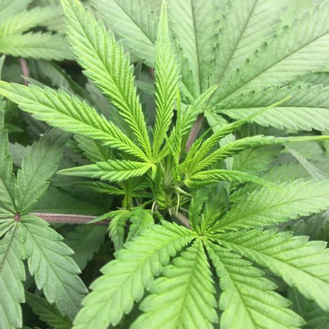 OGK #1  growlog timeline photo
