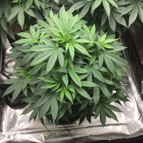 OGK #1  growlog timeline photo