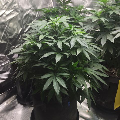 OGK #1  growlog timeline photo
