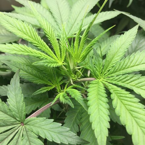 OGK #1  growlog timeline photo
