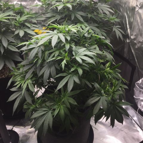 OGK #1  growlog timeline photo