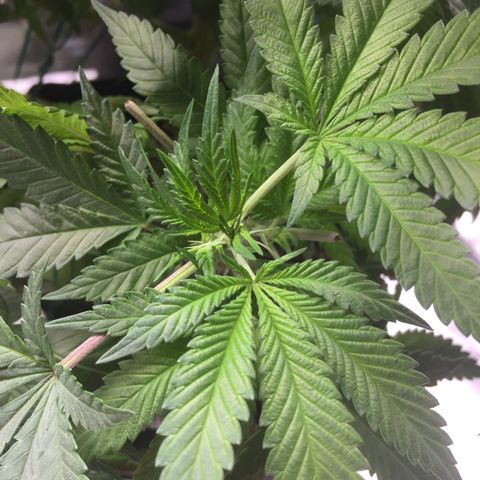 OGK #1  growlog timeline photo