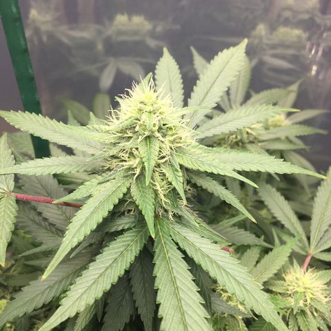 OGK #1  growlog timeline photo