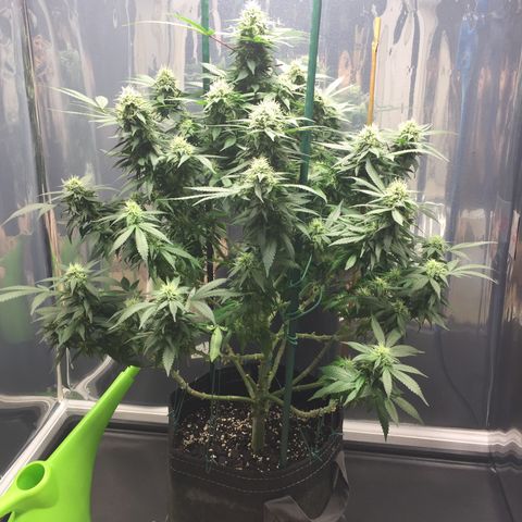 OGK #1  growlog timeline photo
