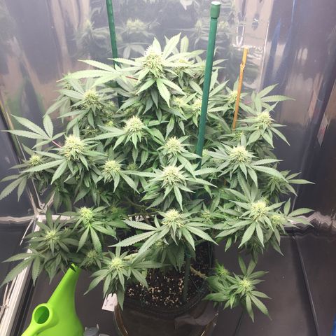 OGK #1  growlog timeline photo