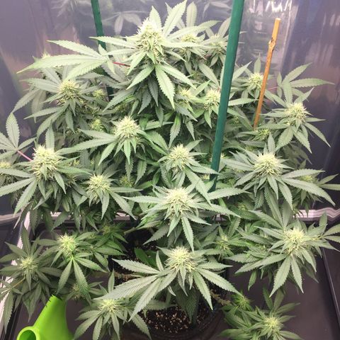 OGK #1  growlog timeline photo