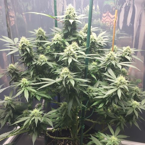 OGK #1  growlog timeline photo