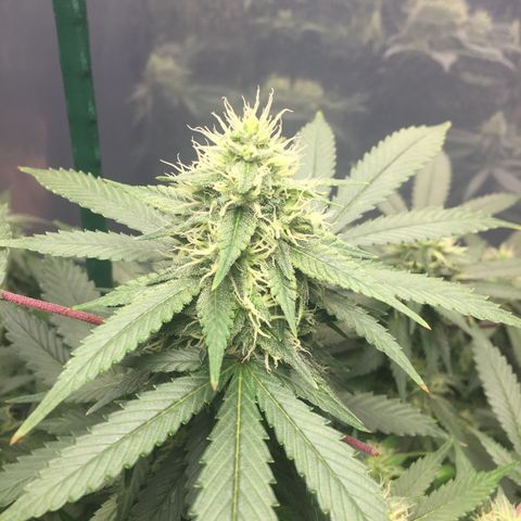 OGK #1  growlog timeline photo