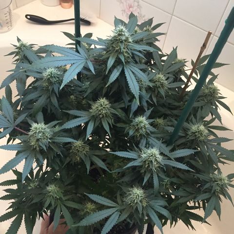 OGK #1  growlog timeline photo