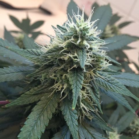 OGK #1  growlog timeline photo