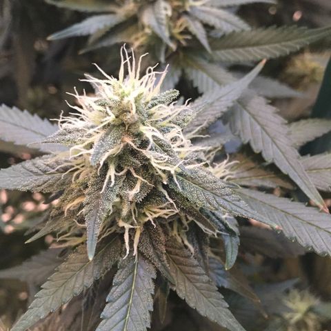 OGK #1  growlog timeline photo