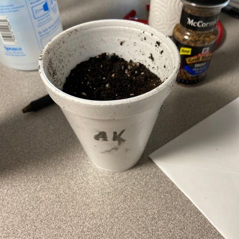 Unknown strain growlog photo: Moved to cup 0845