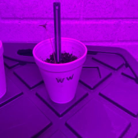 Unknown strain growlog timeline photo