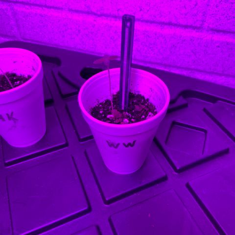 Unknown strain growlog timeline photo