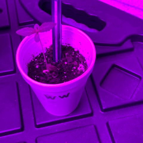 Unknown strain growlog timeline photo
