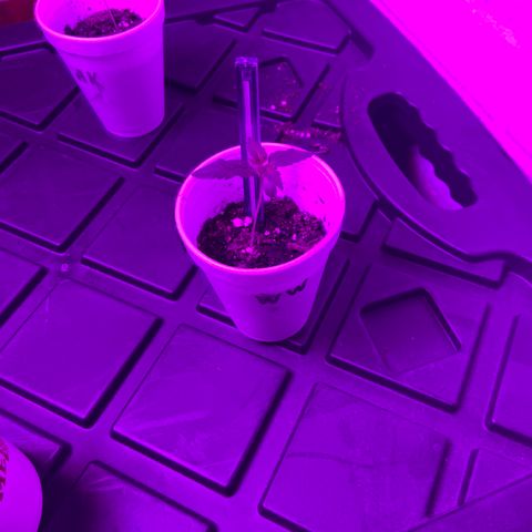 Unknown strain growlog timeline photo