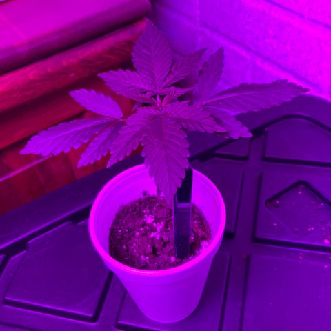 Unknown strain growlog timeline photo