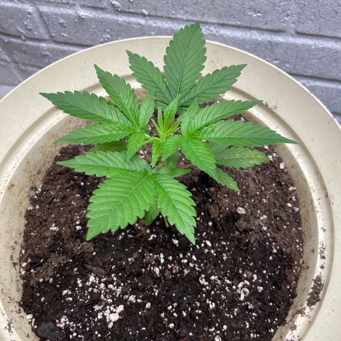 Unknown strain growlog timeline photo