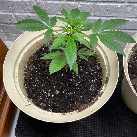 Unknown strain growlog timeline photo