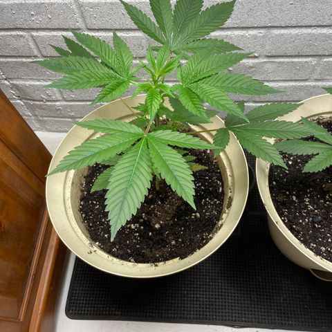 Unknown strain growlog timeline photo