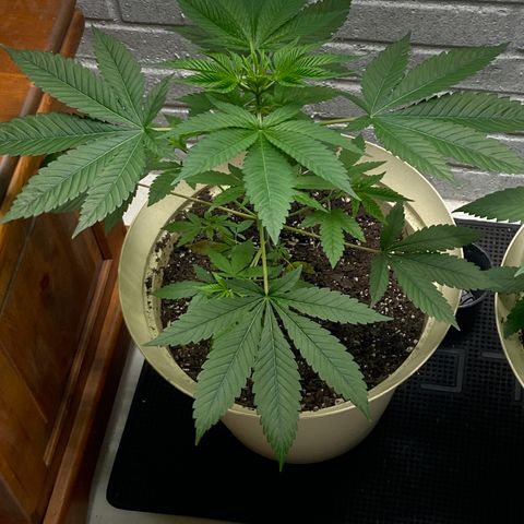 Unknown strain growlog timeline photo