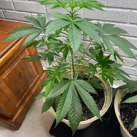 Unknown strain growlog timeline photo