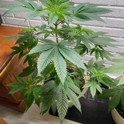 Unknown strain growlog timeline photo