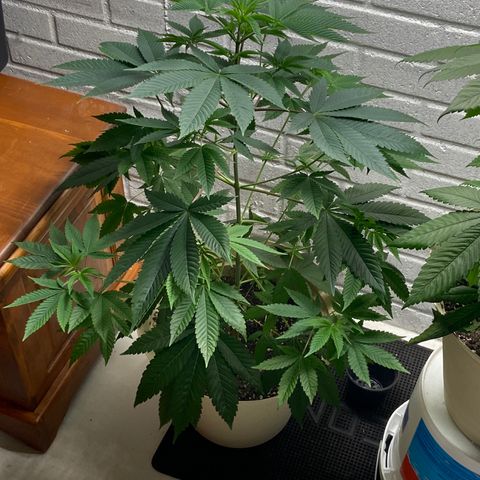 Unknown strain growlog timeline photo