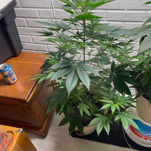 Unknown strain growlog timeline photo