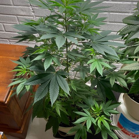 Unknown strain growlog timeline photo