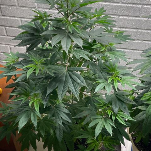 Unknown strain growlog timeline photo