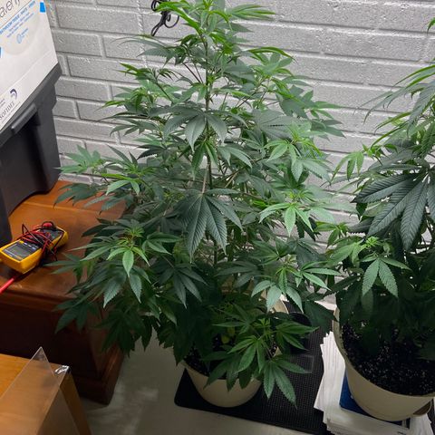 Unknown strain growlog timeline photo