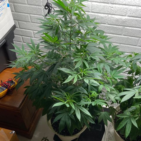 Unknown strain growlog timeline photo