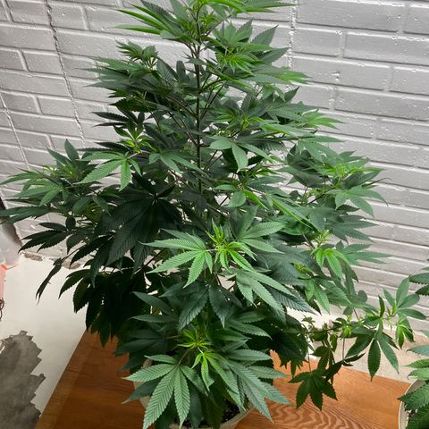 Unknown strain growlog timeline photo