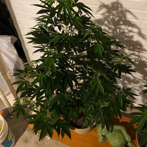 Unknown strain growlog timeline photo